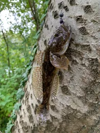 Baggersee Schutterwald-0