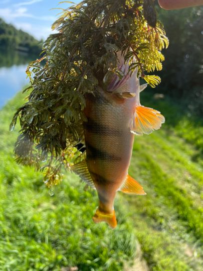 Dortmund-Ems-Kanal (Hörstel)-1