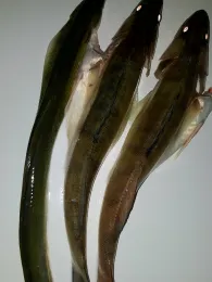 Dortmund-Ems-Kanal (Hörstel)