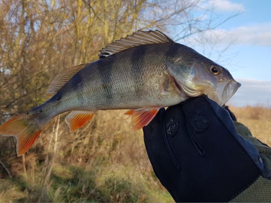 Main (Schweinfurt)-1