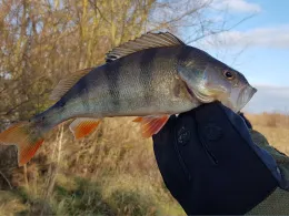 Main (Schweinfurt)-1