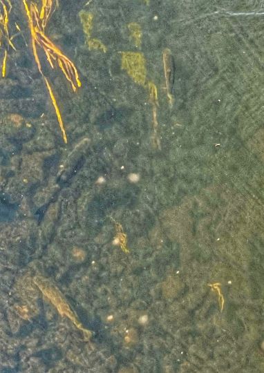 Schnelle Havel (Liebenwalde) 