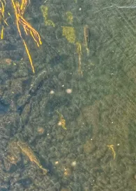 Schnelle Havel (Liebenwalde) 