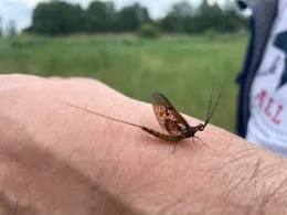 Schnelle Havel (Liebenwalde) -1