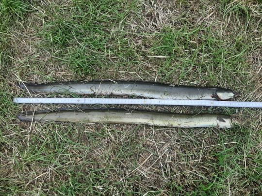 Elbe (Derben-Ferchland)-1