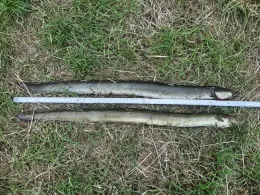 Elbe (Derben-Ferchland)-1