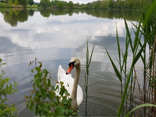 Angeln in Neustadt in Sachsen
