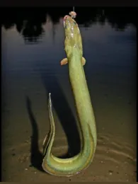 Ploggensee (Grevesmühlen)