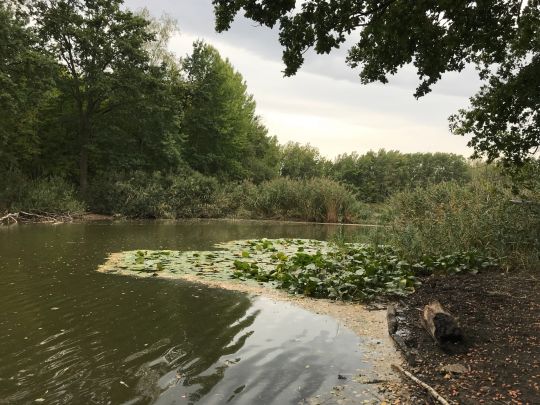 Bauernsee (Berlin-Schönefeld)-4