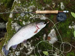 Alz (Altenmarkt an der Alz)-1