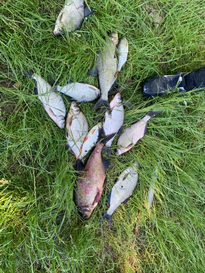 Camping Les Peupliers (Seltz)-3