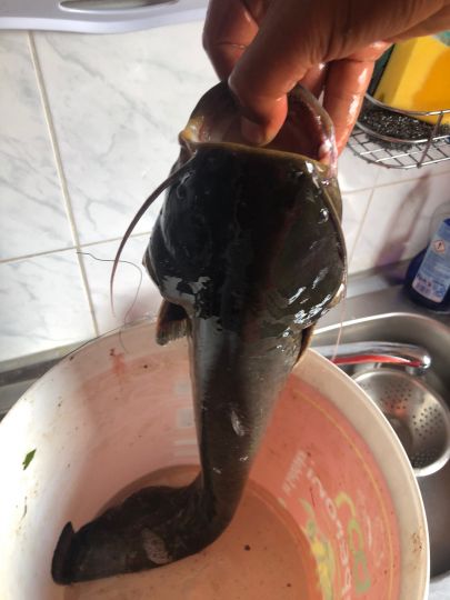 Camping Les Peupliers (Seltz)-2