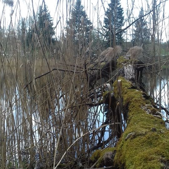 Hinterweiher (Herlazhofer Weiher)