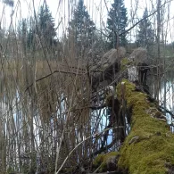 Hinterweiher (Herlazhofer Weiher)