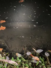 Gätenbach (Neubrandenburg)