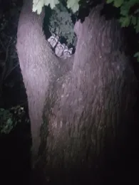 Brettmühlenteich (Zschorna)