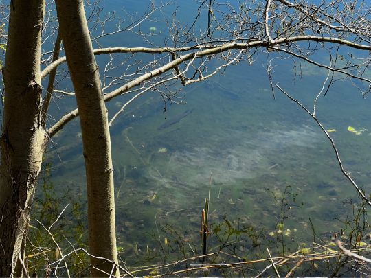 Kiesgruben (Klein Beuthen)-4