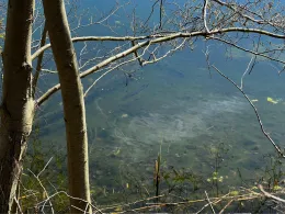 Kiesgruben (Klein Beuthen)-4