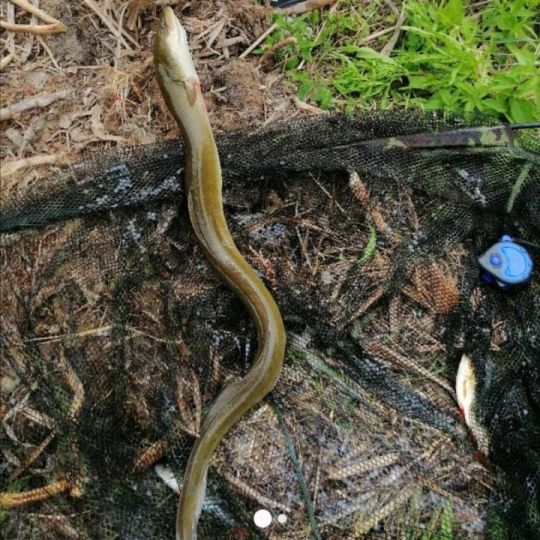 Rüdelsteich (Eisleben)-4