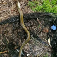 Rüdelsteich (Eisleben)-4