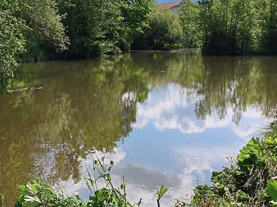 Vitzthumer Weiher-4