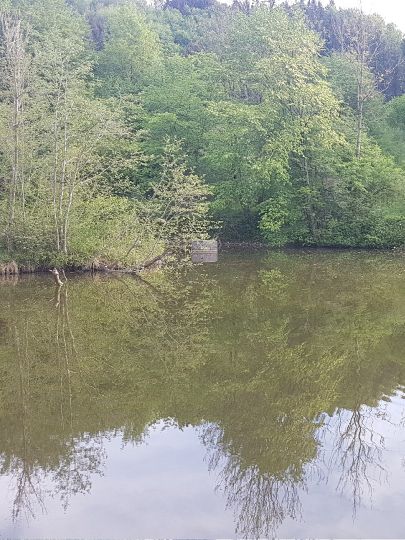 Vitzthumer Weiher-2