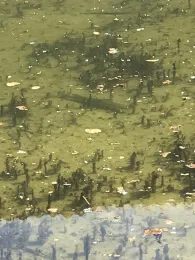 Rheinstrandbad Rappenwörth