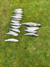 Forellenteich Fullen