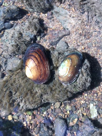 Schwarze Laber (Deuerling)-2