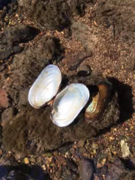 Schwarze Laber (Deuerling)-4