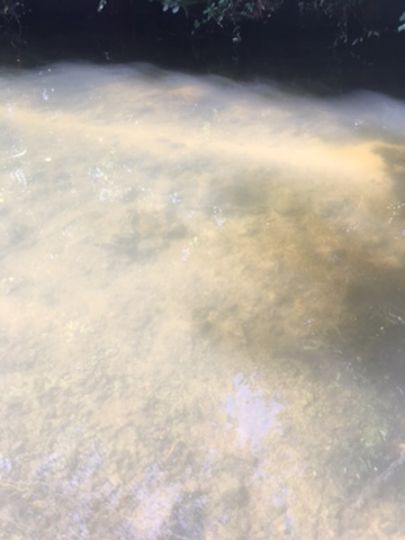 Schwarze Laber (Deuerling)-3