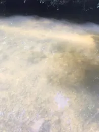 Schwarze Laber (Deuerling)-3