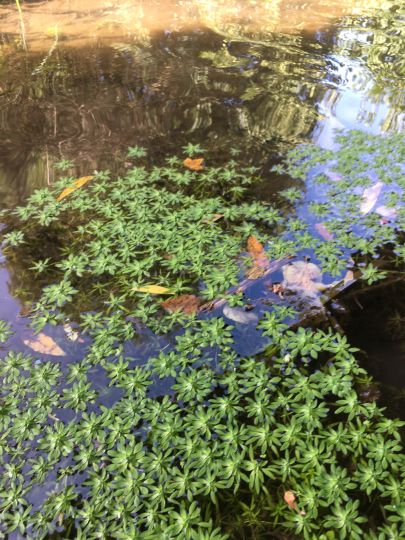 Schwarze Laber (Deuerling)