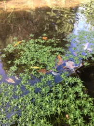 Schwarze Laber (Deuerling)