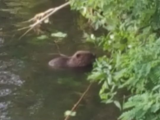 Charlottenburger Verbindungskanal-2