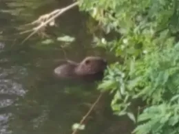 Charlottenburger Verbindungskanal-2