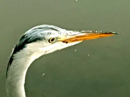 Charlottenburger Verbindungskanal-3