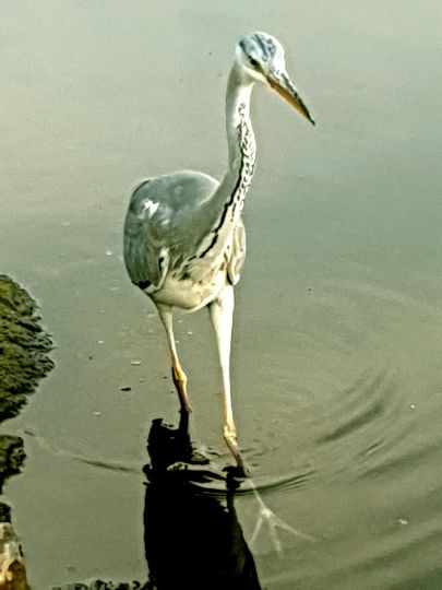 Charlottenburger Verbindungskanal-4