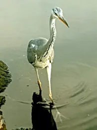 Charlottenburger Verbindungskanal-4