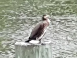 Charlottenburger Verbindungskanal-1