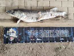 Schwarze Elster (Plessa)