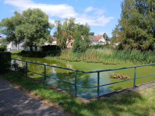 Schulteich (Schwemsal)