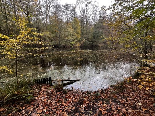 Erlenkampsee (Kiel)-2