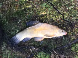 Oskar-Körber-See (Kiesgrube Braas)-2