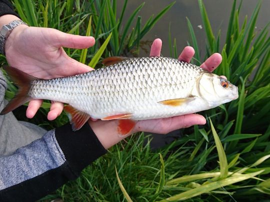 Stolper See (Stolpe)-3