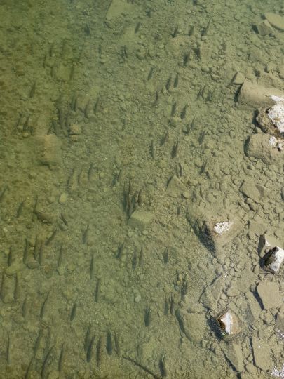 Mangfall (Bad Aibling)-1