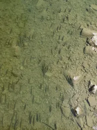 Mangfall (Bad Aibling)-1