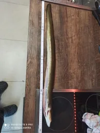 Elbe-Lübeck-Kanal (Krummesse)-3