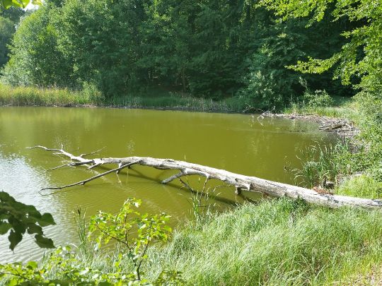 Baasee (Sonnenberg)-1