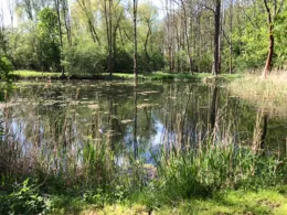 Schlossteich Aderstedt-1